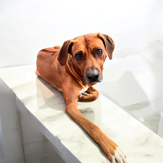 Dexter's Pfotenparadies Gutschein